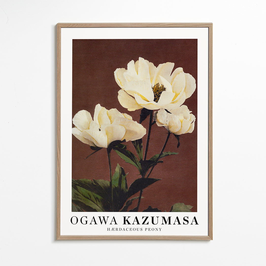 Botanický plakát bílá pivoňka