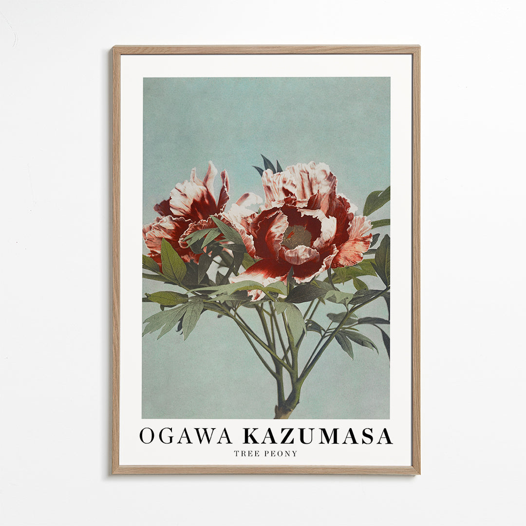 Botanický plakát Červená pivoňka na aqua