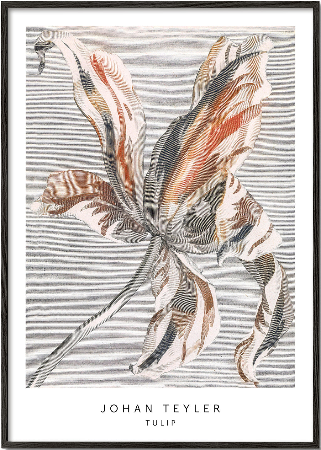 Botanický plakát: skica tulipánu