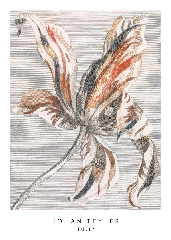 Botanický plakát: skica tulipánu