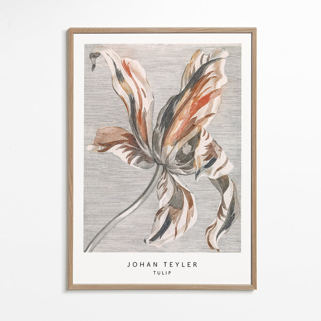 Botanický plakát: skica tulipánu