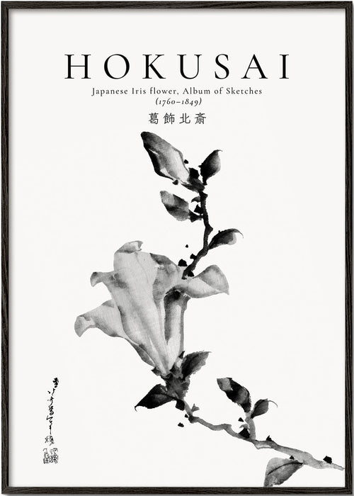 Botanický plakát Hokusai: japonská kosatec v tusi