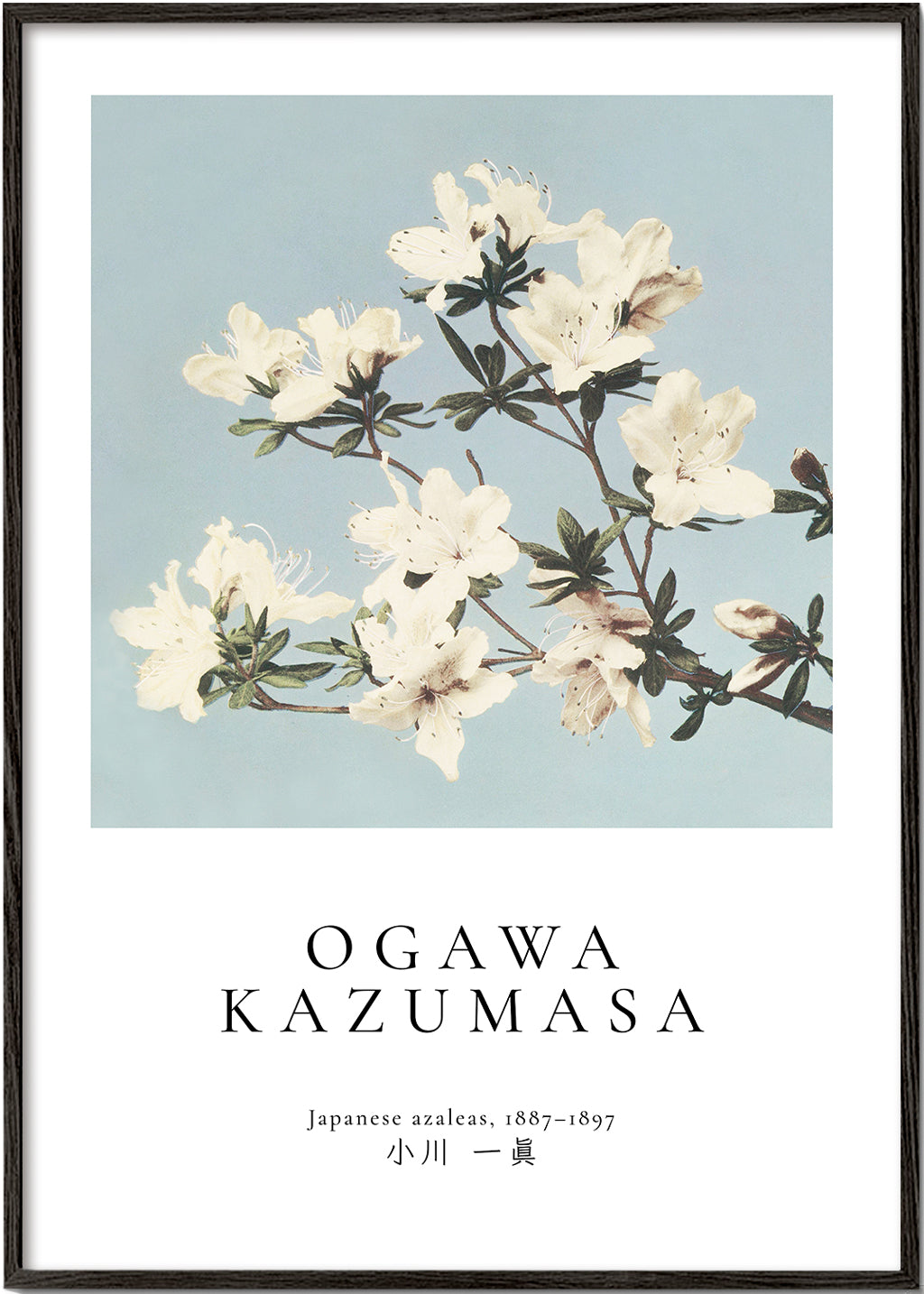 Botanický plakát: japonské azalky na modrém