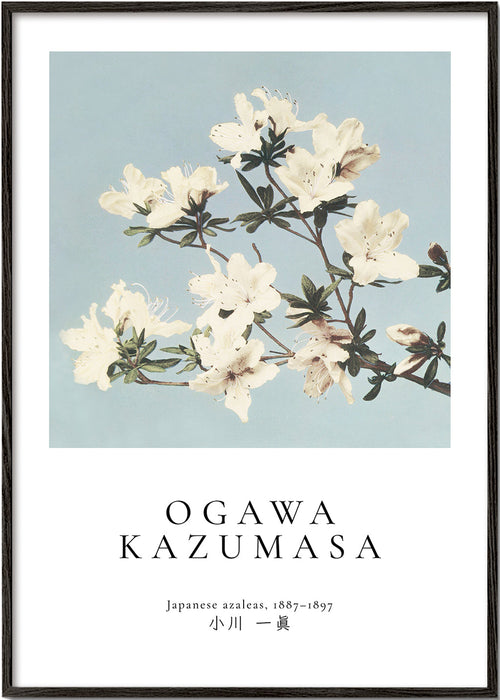 Botanický plakát: japonské azalky na modrém