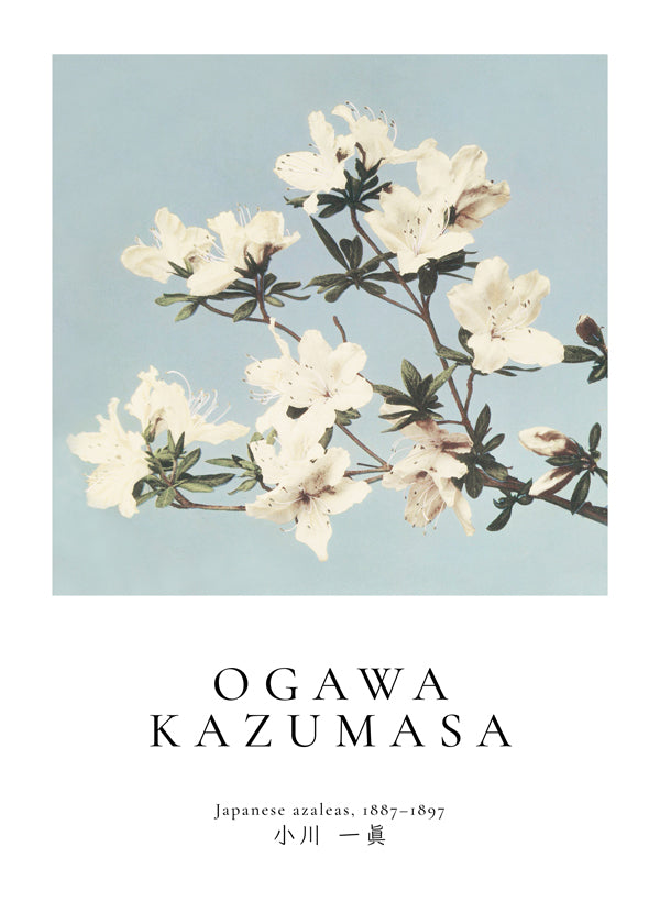 Botanický plakát: japonské azalky na modrém