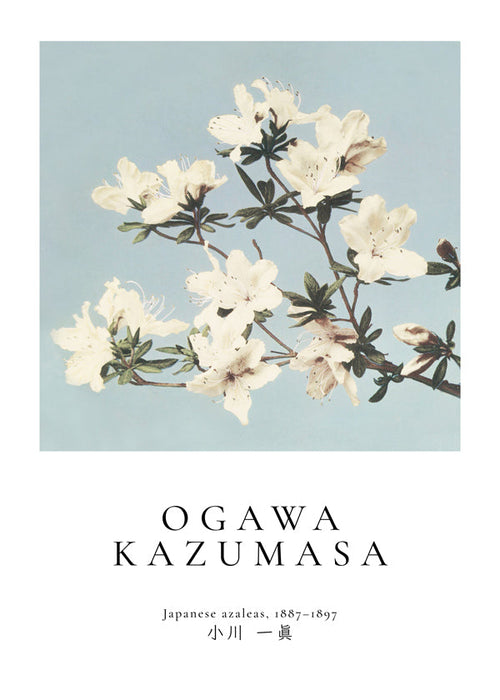 Botanický plakát: japonské azalky na modrém