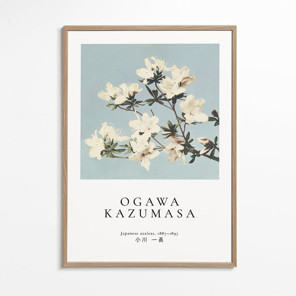 Botanický plakát: japonské azalky na modrém