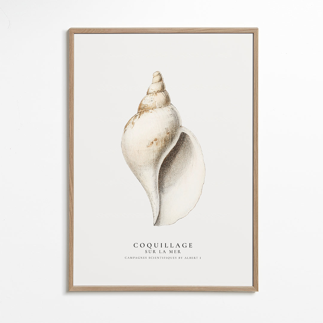 Vědecká ilustrace lastury