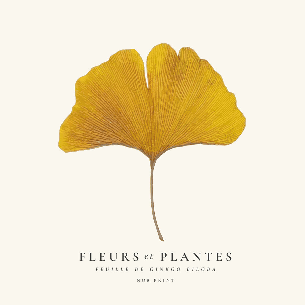 Botanický plakát list ginkgo žlutý
