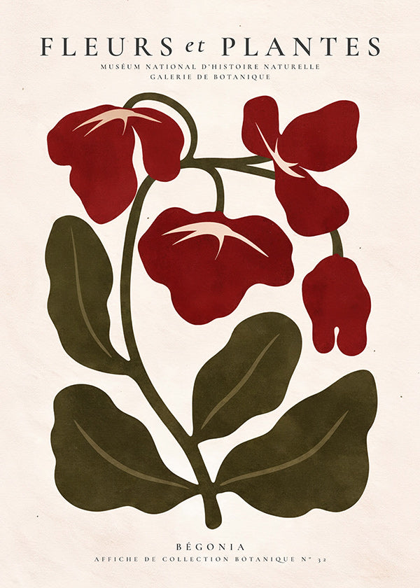 Botanický plakát: Červená begónie stylizovaná