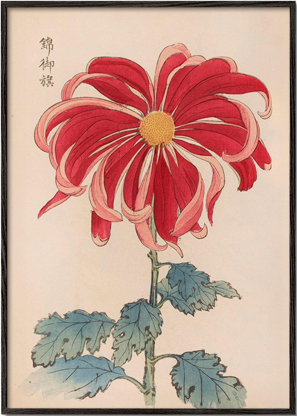 Botanický plakát japonská chryzantéma červená