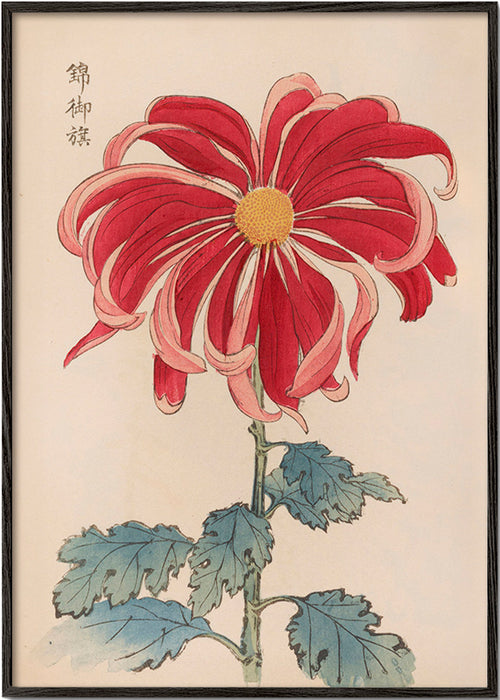 Botanický plakát japonská chryzantéma červená