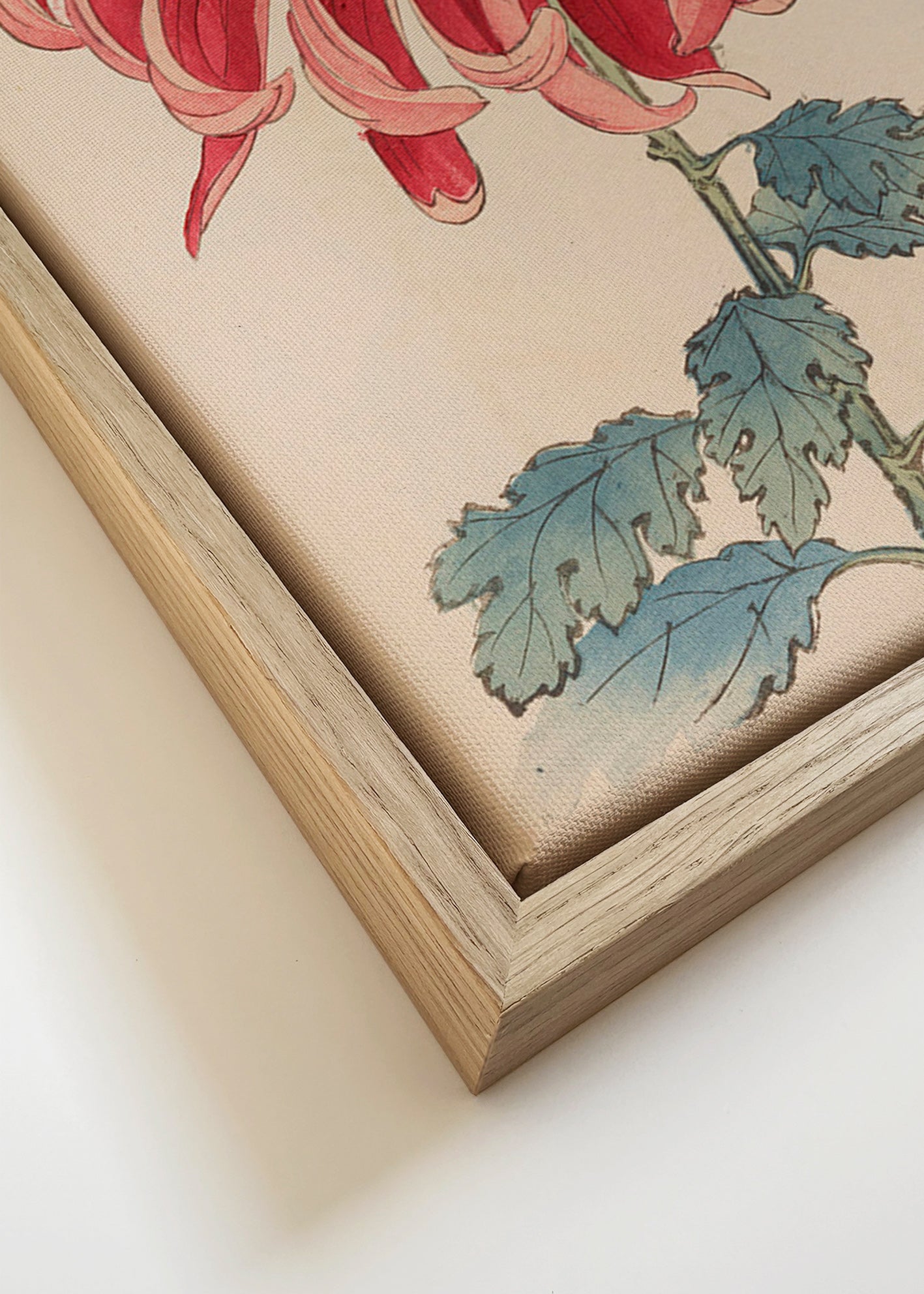 Botanický plakát japonská chryzantéma červená
