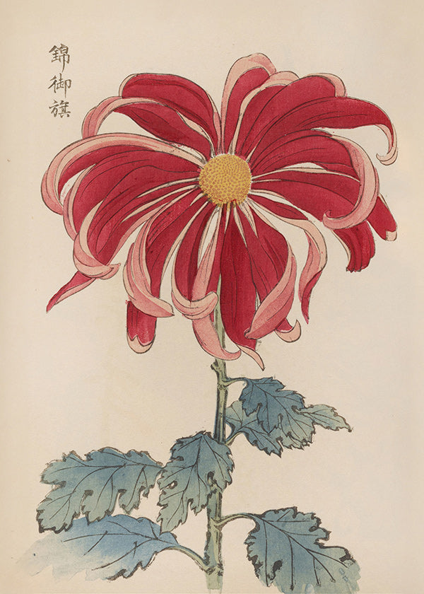 Botanický plakát japonská chryzantéma červená