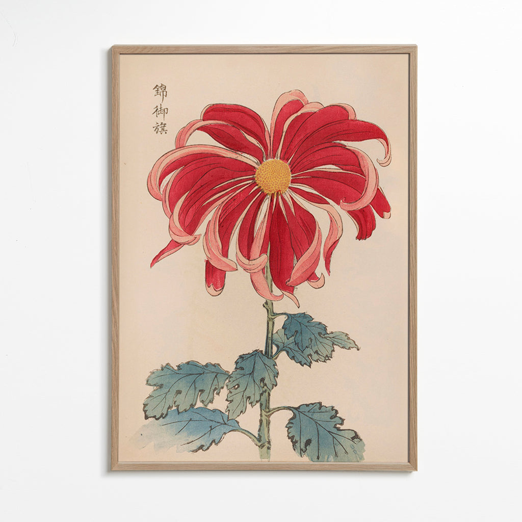 Botanický plakát japonská chryzantéma červená