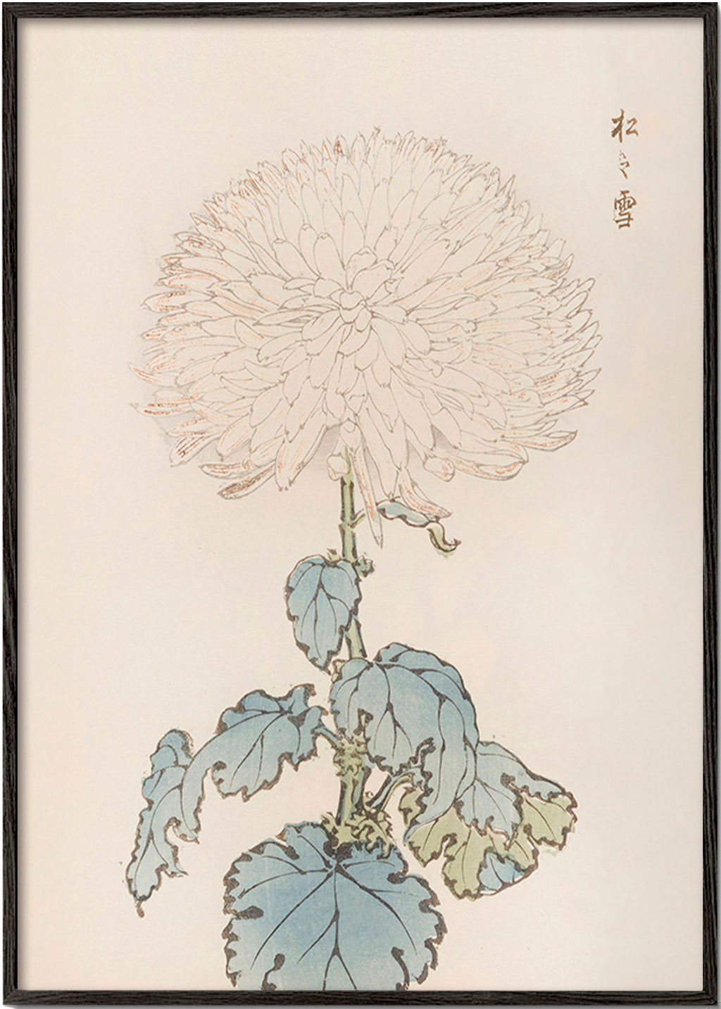 Botanický plakát: japonská chryzantéma detail