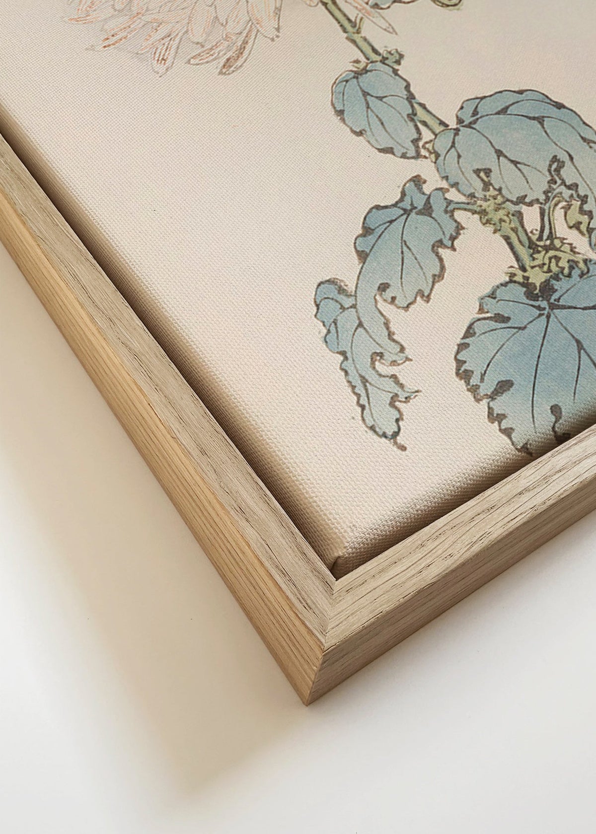 Botanický plakát: japonská chryzantéma detail