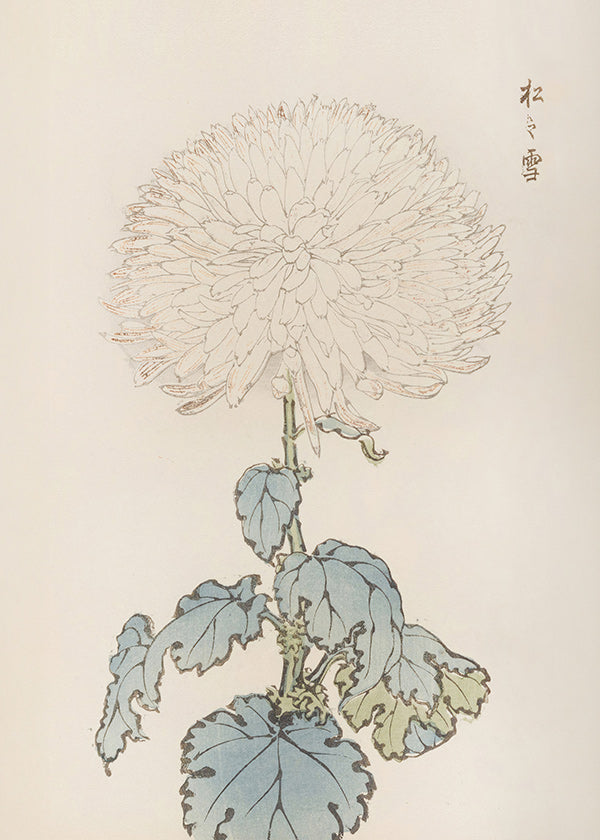 Botanický plakát: japonská chryzantéma detail