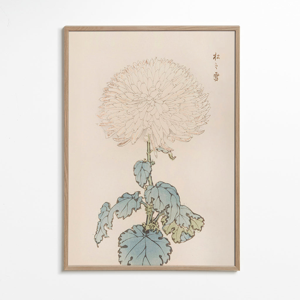 Botanický plakát: japonská chryzantéma detail