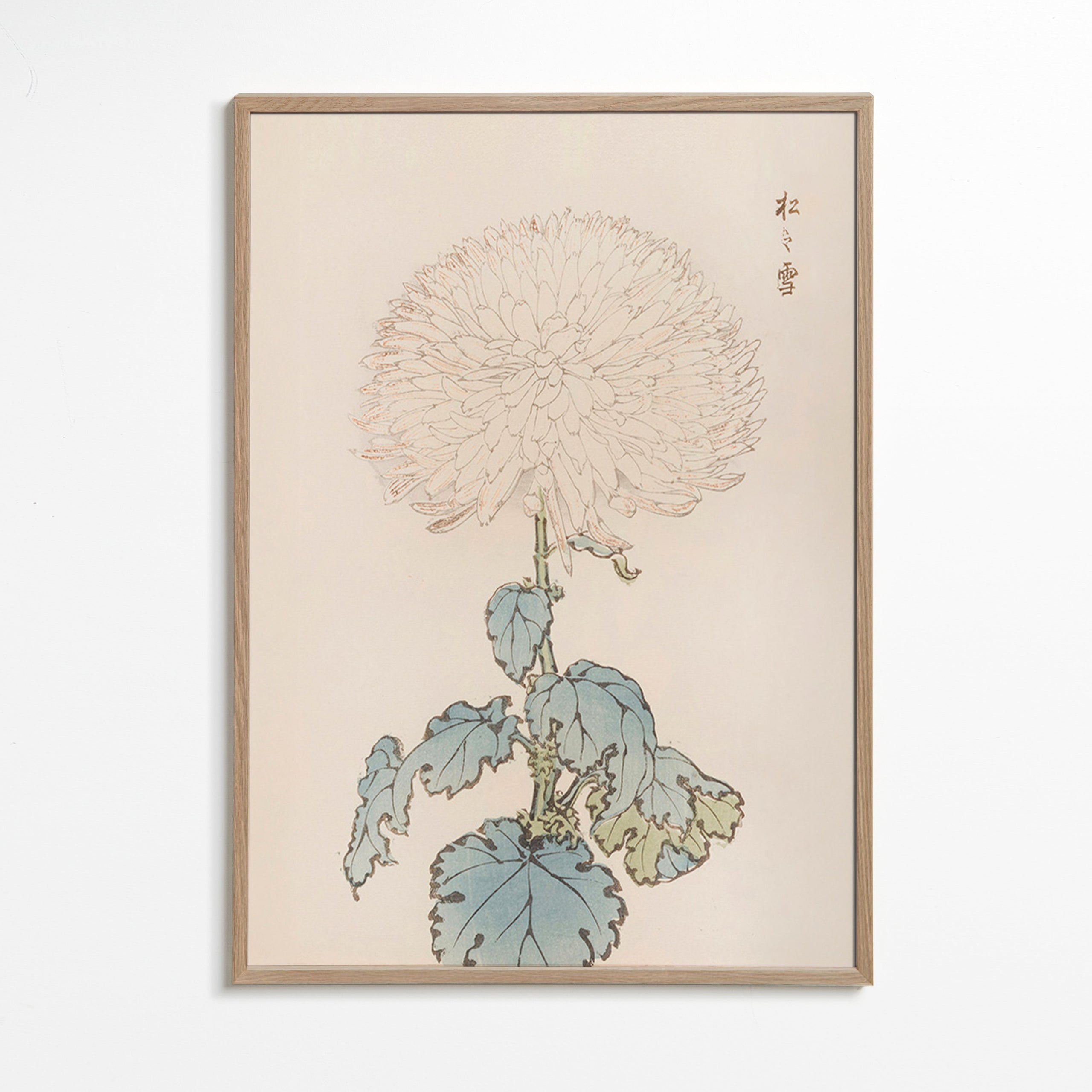 Botanický plakát: japonská chryzantéma detail