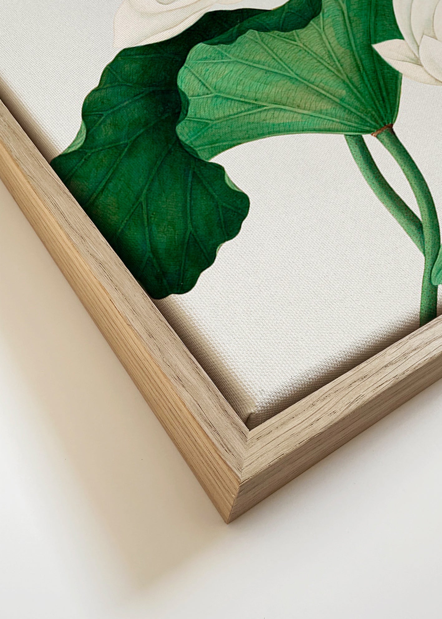 Botanický plakát Bílý lotos studie