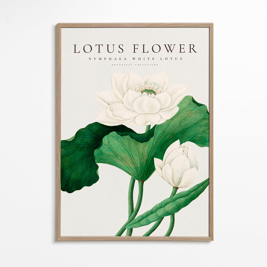 Botanický plakát Bílý lotos studie