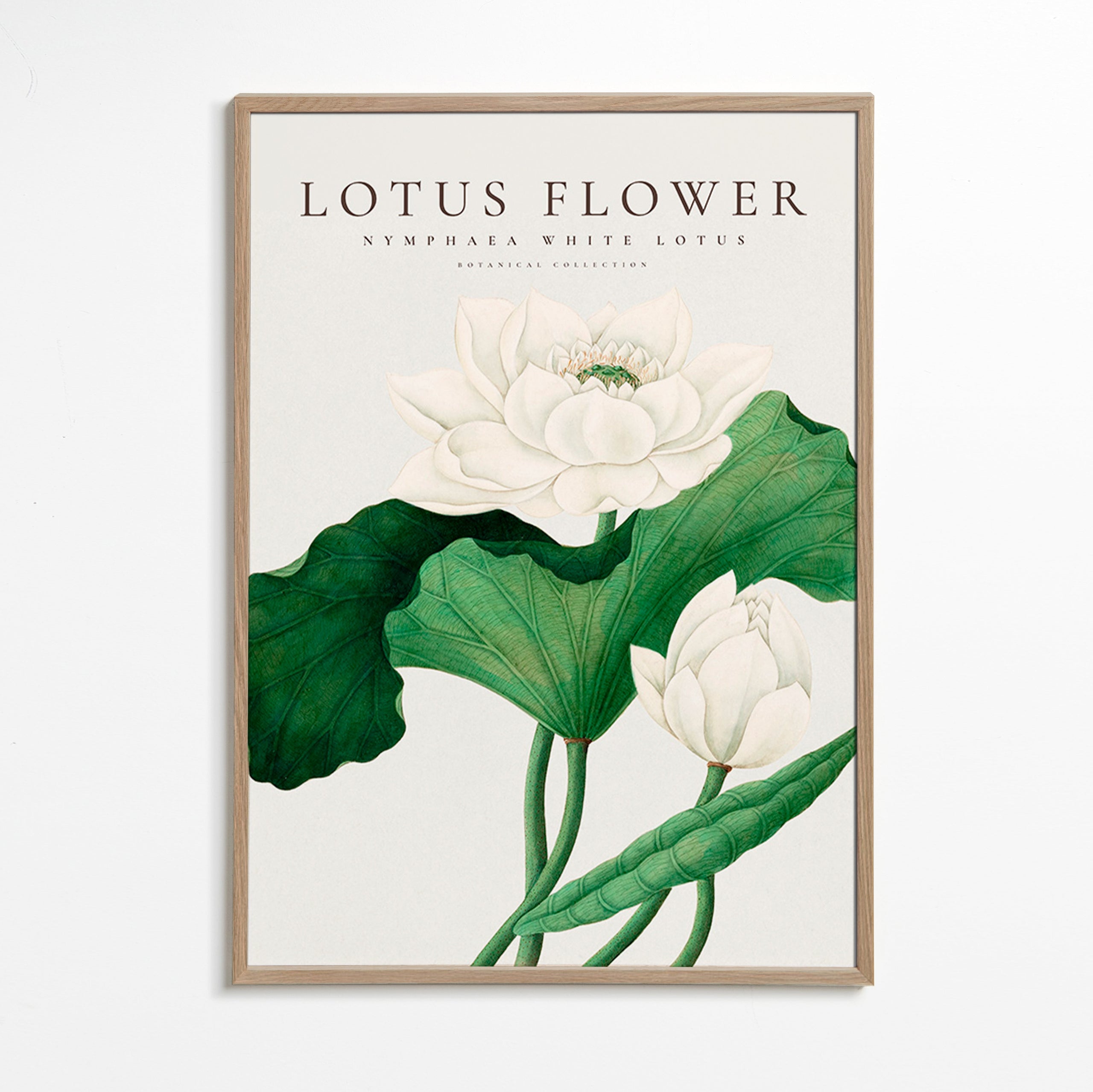 Botanický plakát Bílý lotos studie