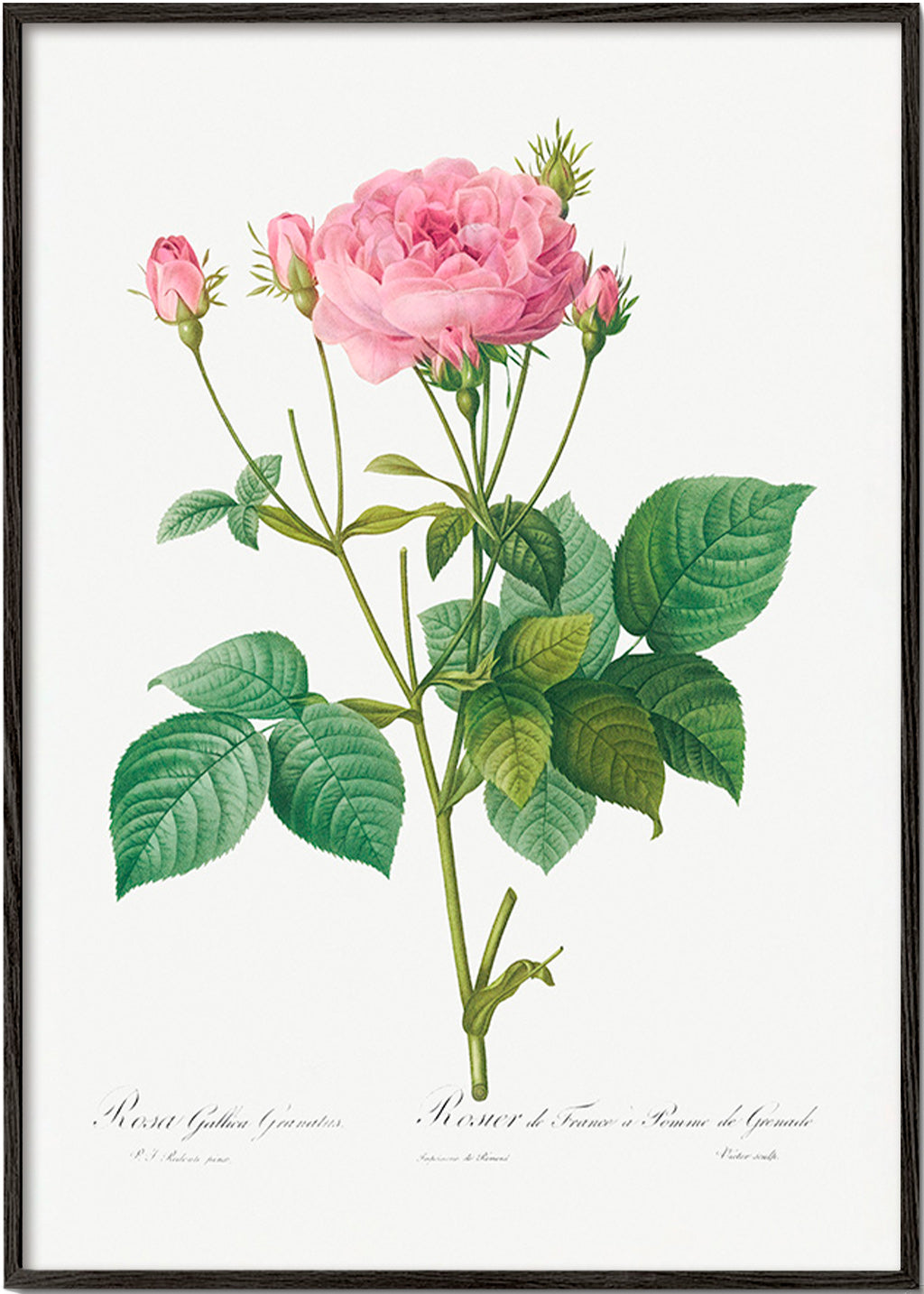 Botanický plakát Růže Gallica – Black Frame