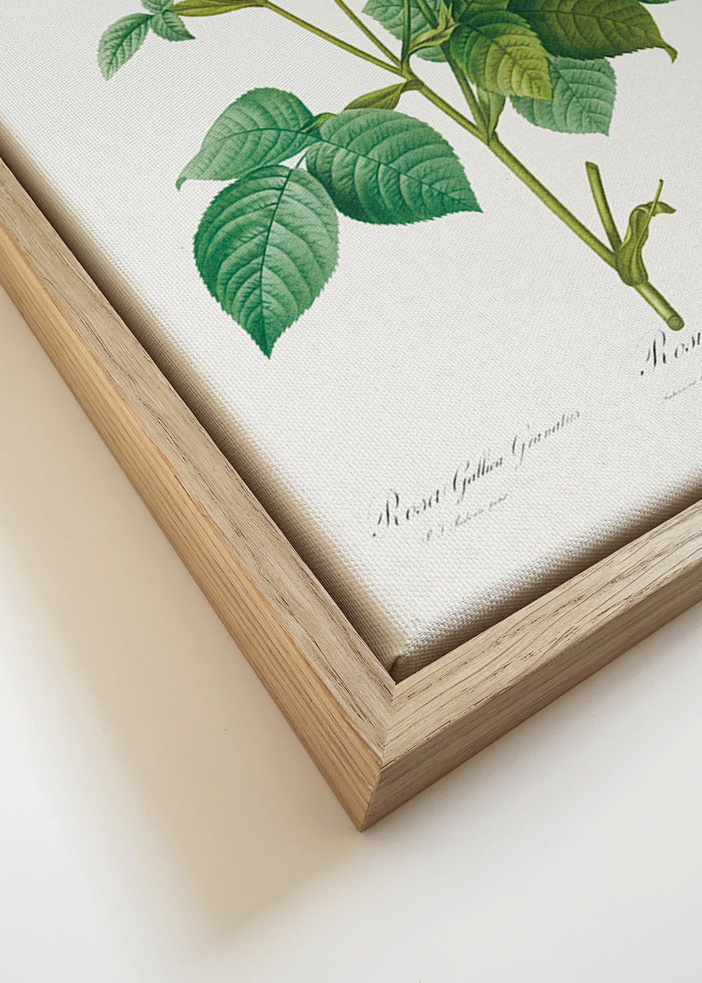Botanický plakát Růže Gallica – Canvas detail