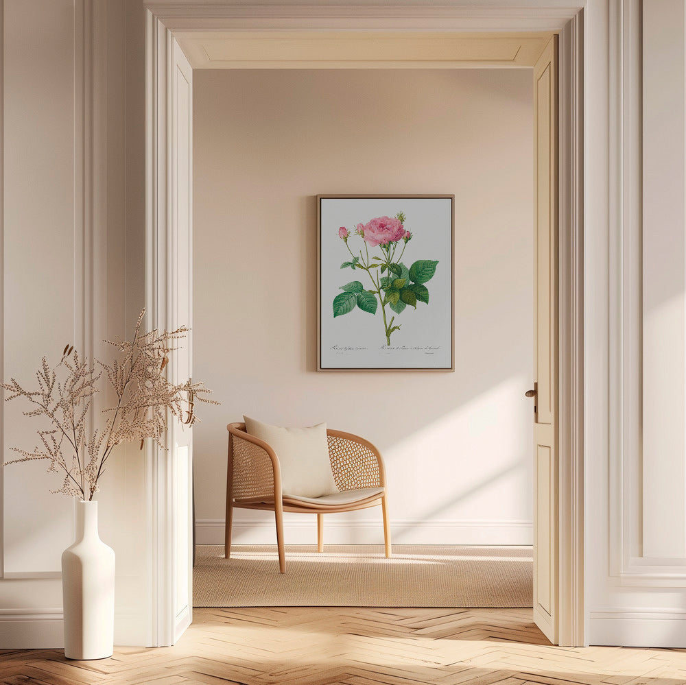 Botanický plakát Růže Gallica – Canvas1