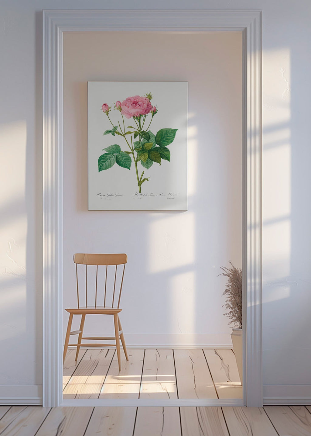 Botanický plakát Růže Gallica – Canvas