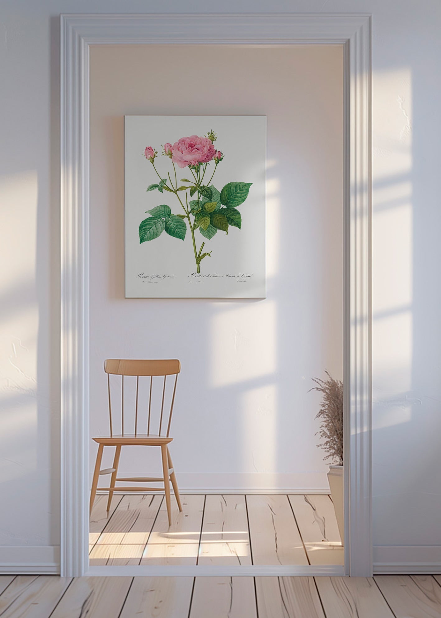 Botanický plakát Růže Gallica – Canvas