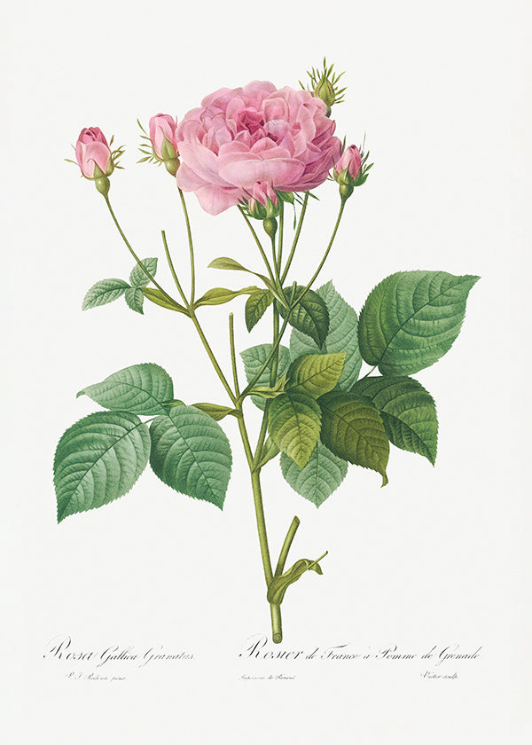 Botanický plakát Růže Gallica