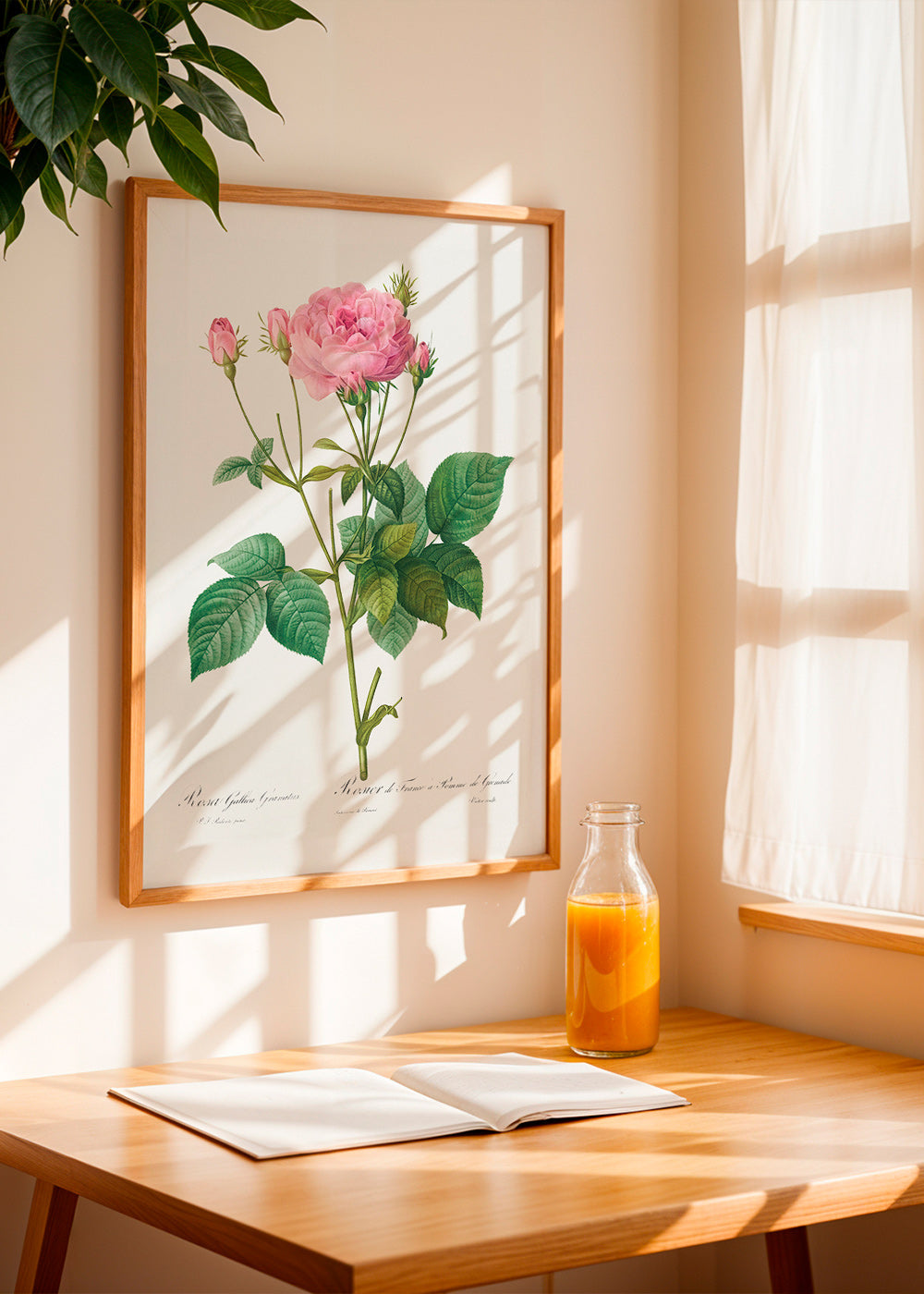 Botanický plakát Růže Gallica – Product3