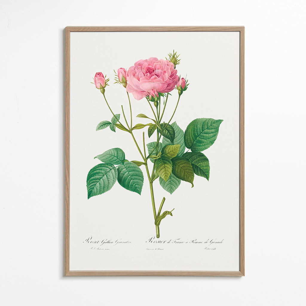 Botanický plakát Růže Gallica – Oak Frame