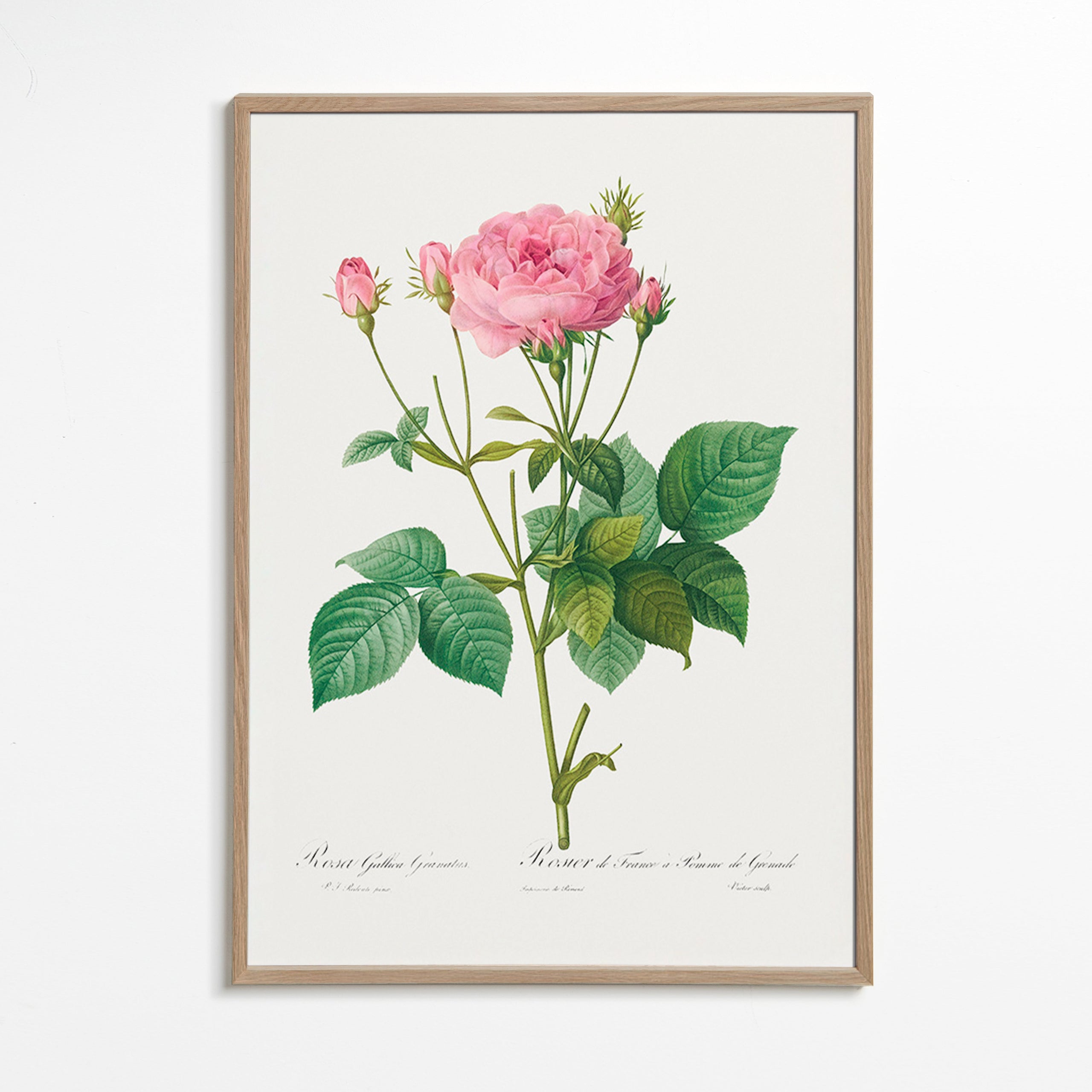 Botanický plakát Růže Gallica – Oak Frame
