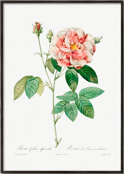 Botanický tisk Růže Gallica vědecká deska – Black Frame