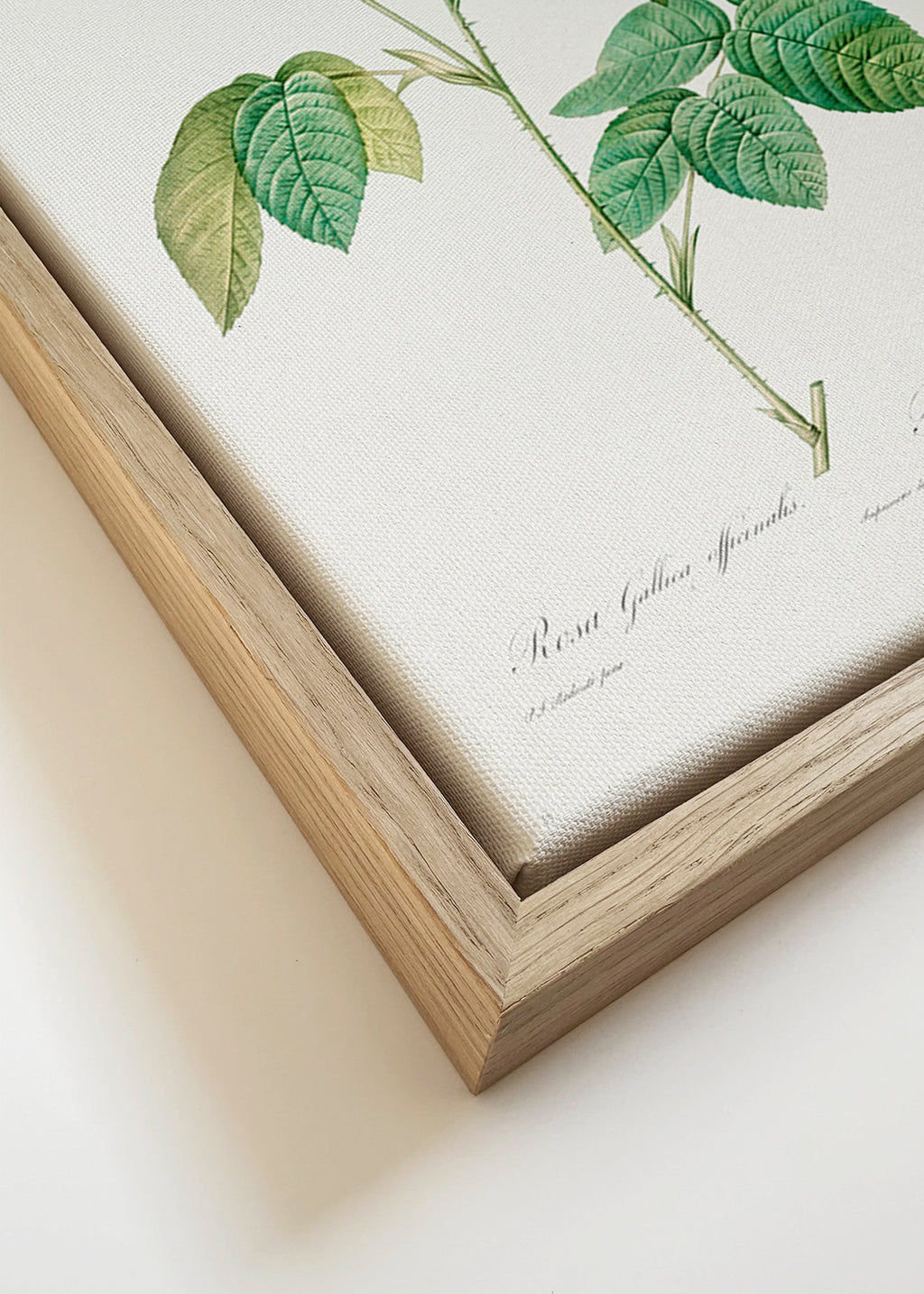 Botanický tisk Růže Gallica vědecká deska – Canvas detail