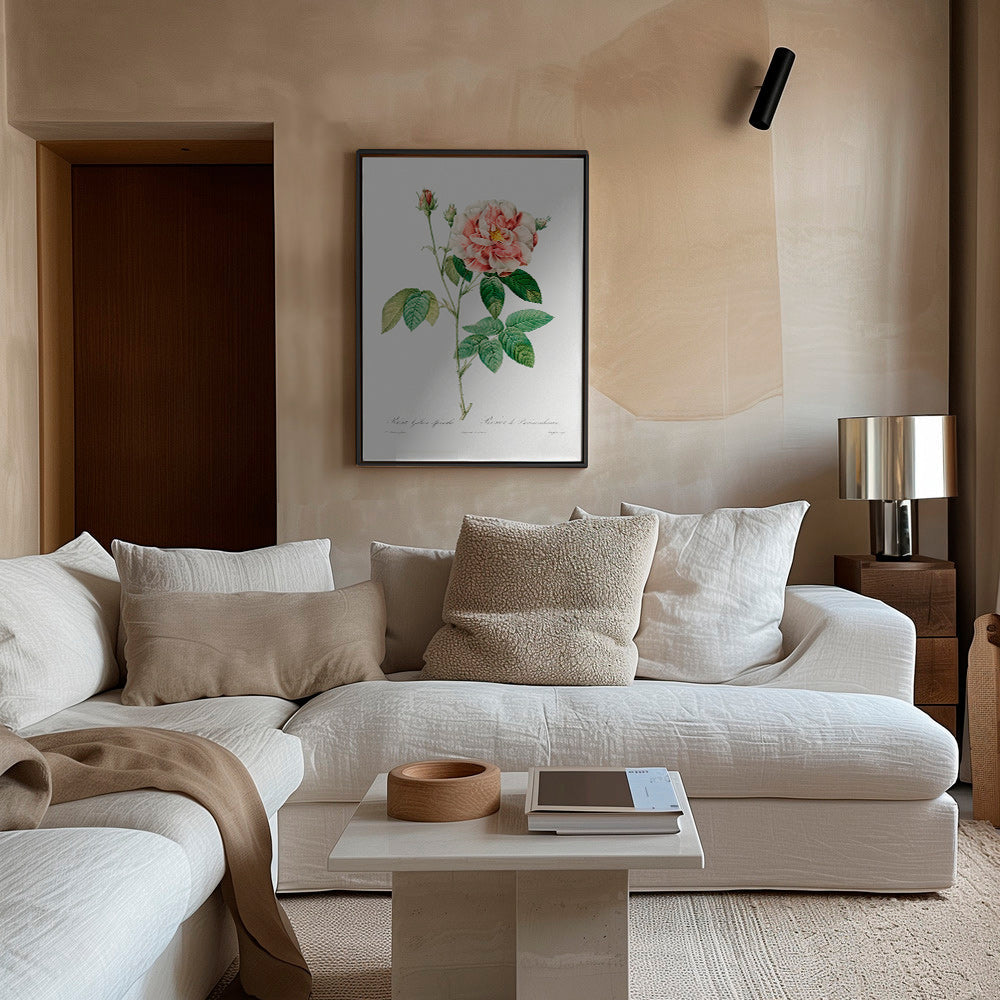 Botanický tisk Růže Gallica vědecká deska – Canvas1