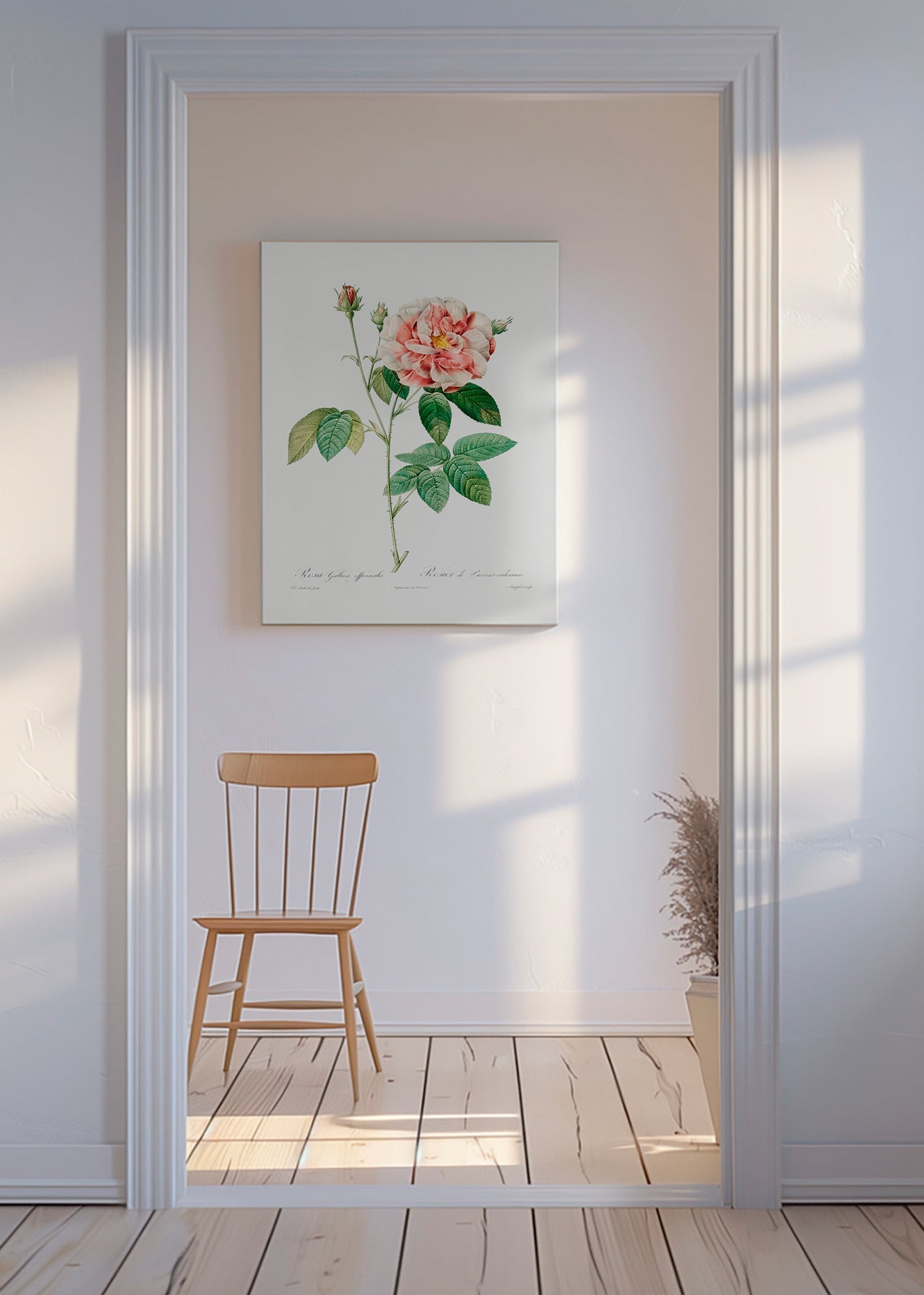 Botanický tisk Růže Gallica vědecká deska – Canvas
