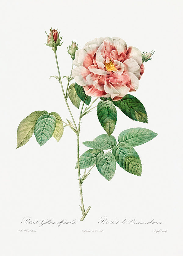 Botanický tisk Růže Gallica vědecká deska