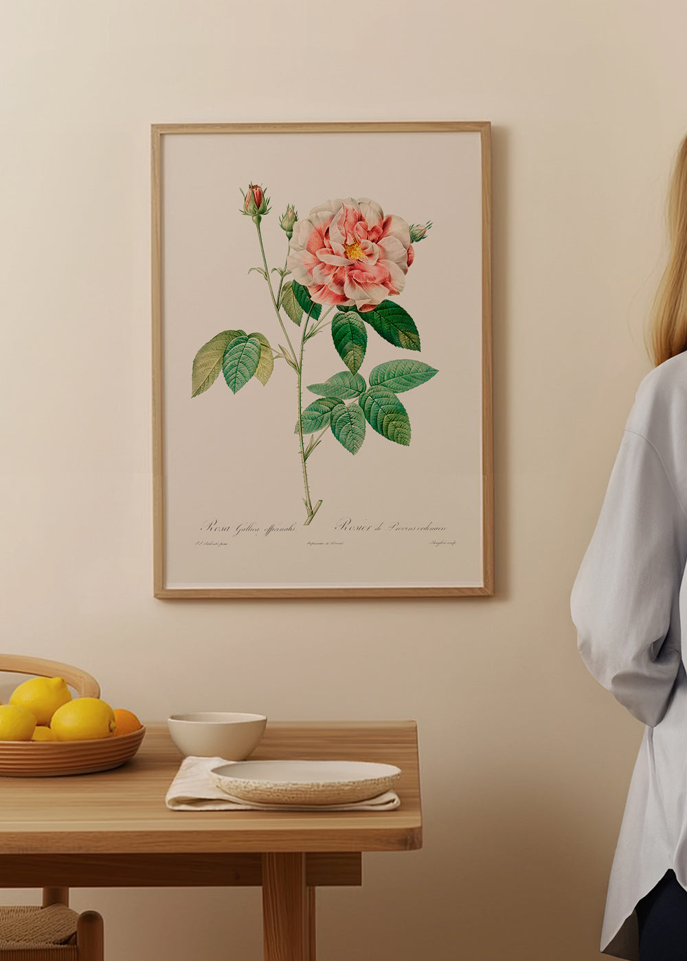 Botanický tisk Růže Gallica vědecká deska – Product1