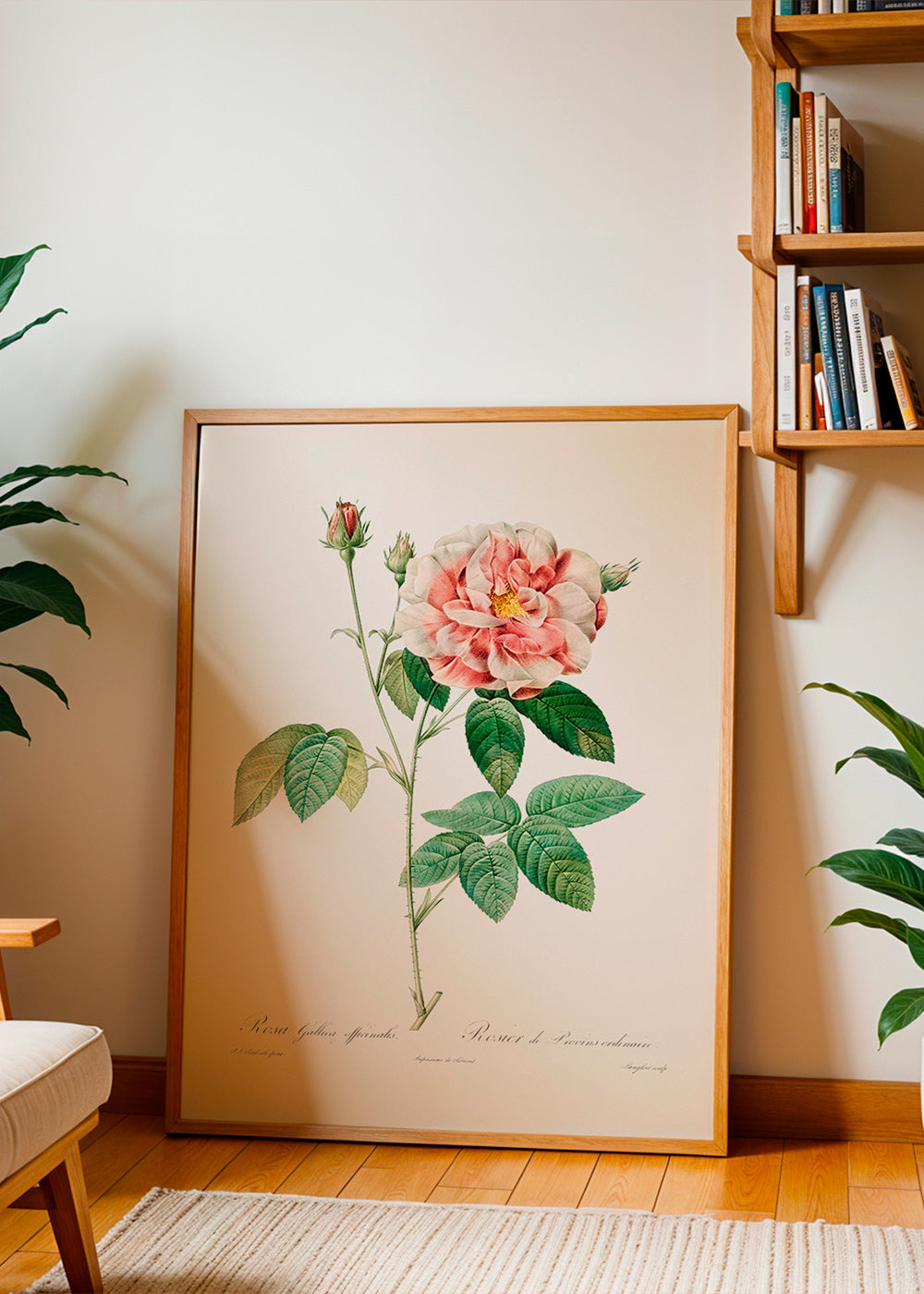 Botanický tisk Růže Gallica vědecká deska – Product3