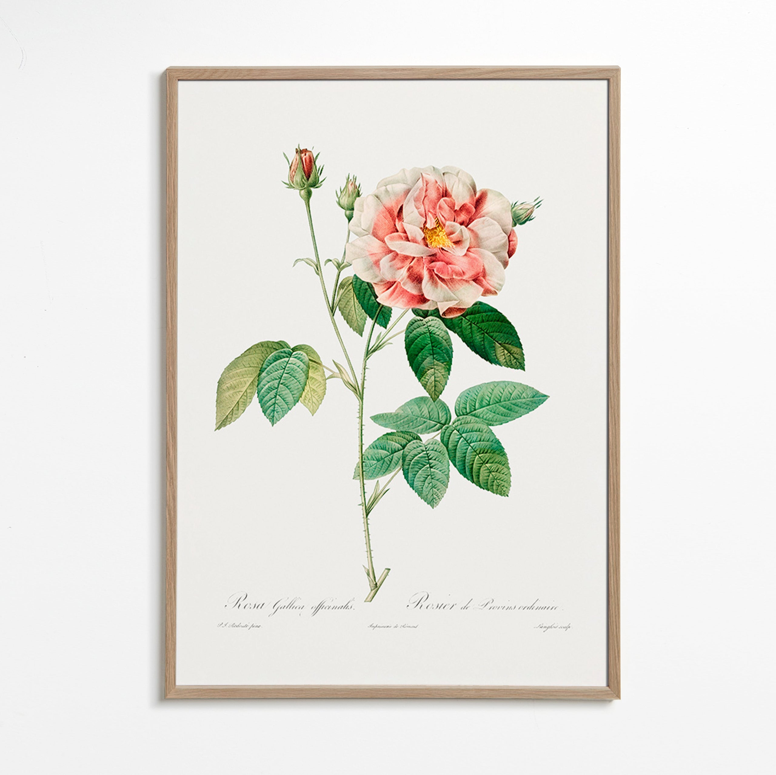 Botanický tisk Růže Gallica vědecká deska – Oak Frame