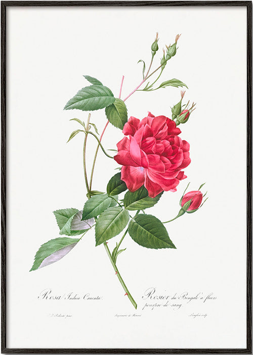 Botanický plakát s červenou růží zblízka – Black Frame