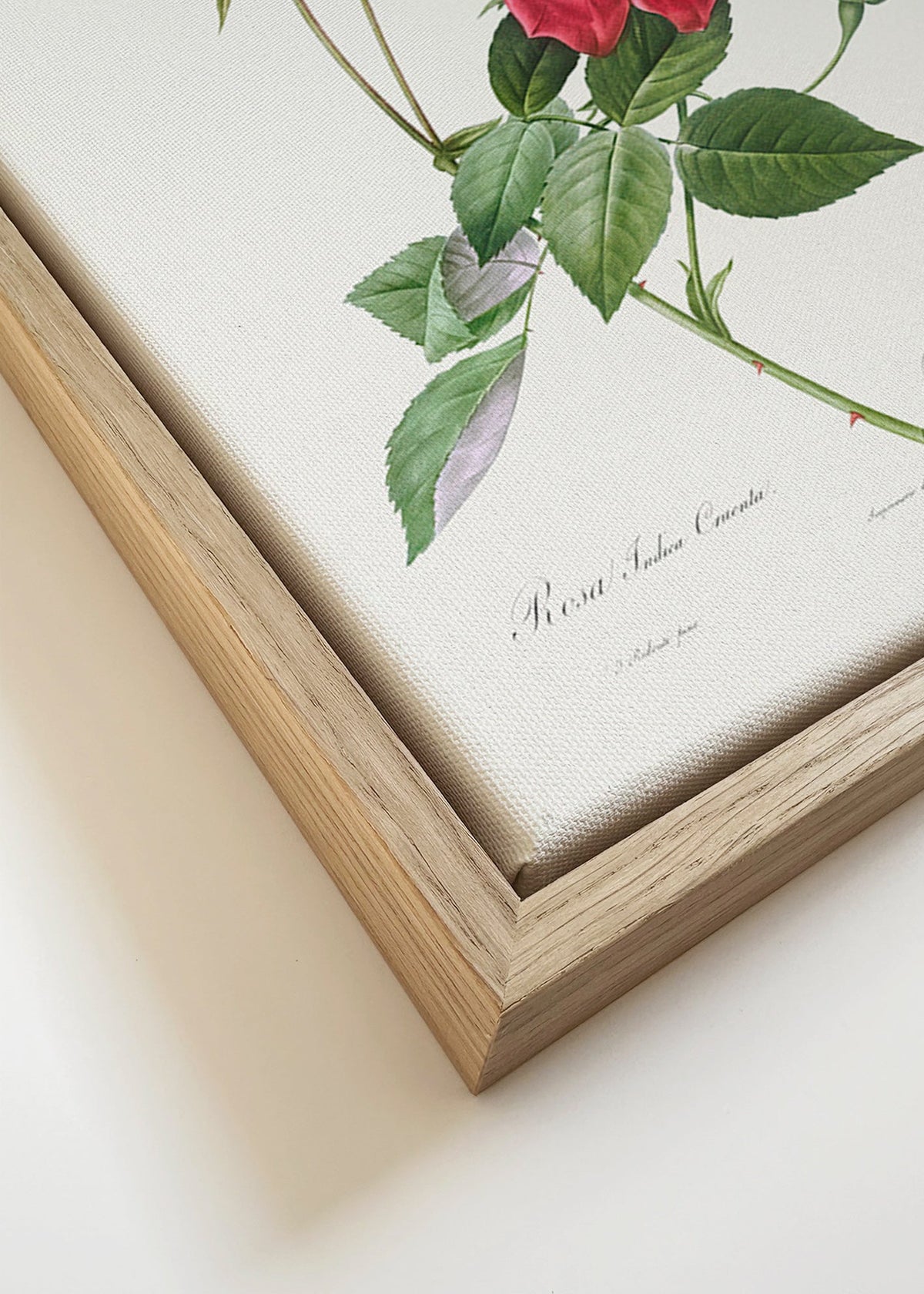 Botanický plakát s červenou růží zblízka – Canvas detail