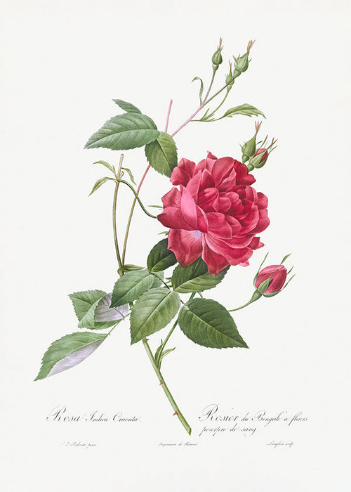 Botanický plakát s červenou růží zblízka