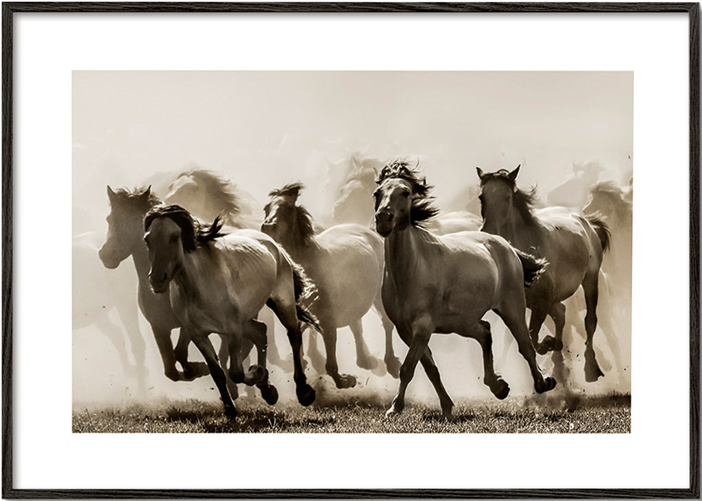 Koně v cvalu v sépiovém tónu – Black Frame