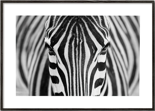 Zebra v detailu – Black Frame
