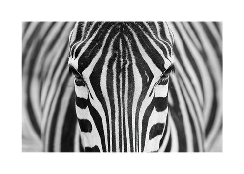 Zebra v detailu